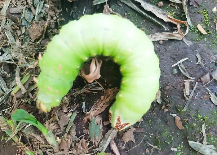 Rincón De Curubandé